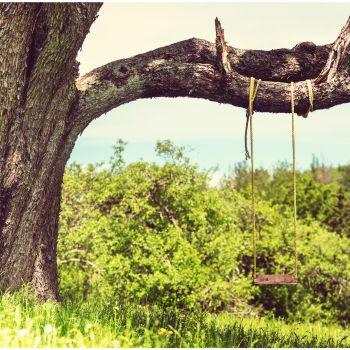 Wooden Tree Swing Hanging on Strong, Wide Healthy Branch with Ropes